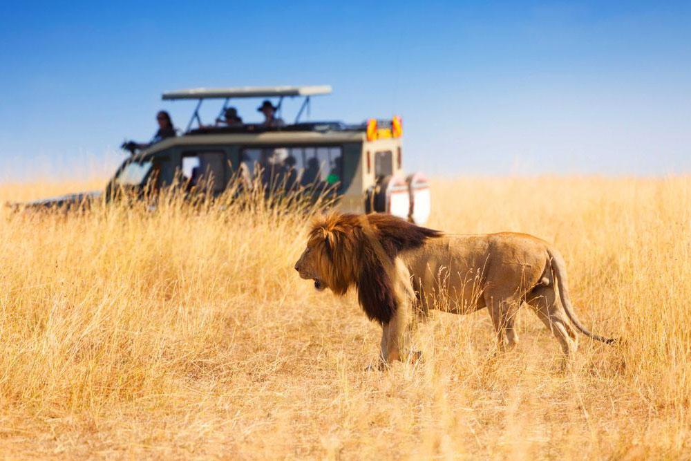 Classic Wildlife Safaris