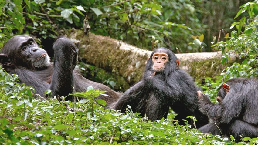 Kibale National Park