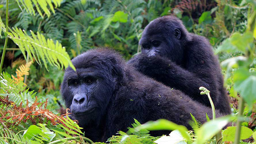 Mgahinga Gorilla National Park