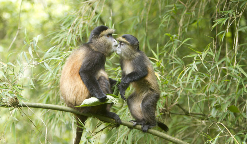 Mgahinga Gorilla National Park