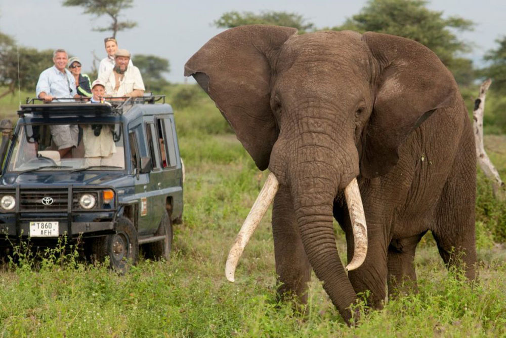 Multi-Country Safaris