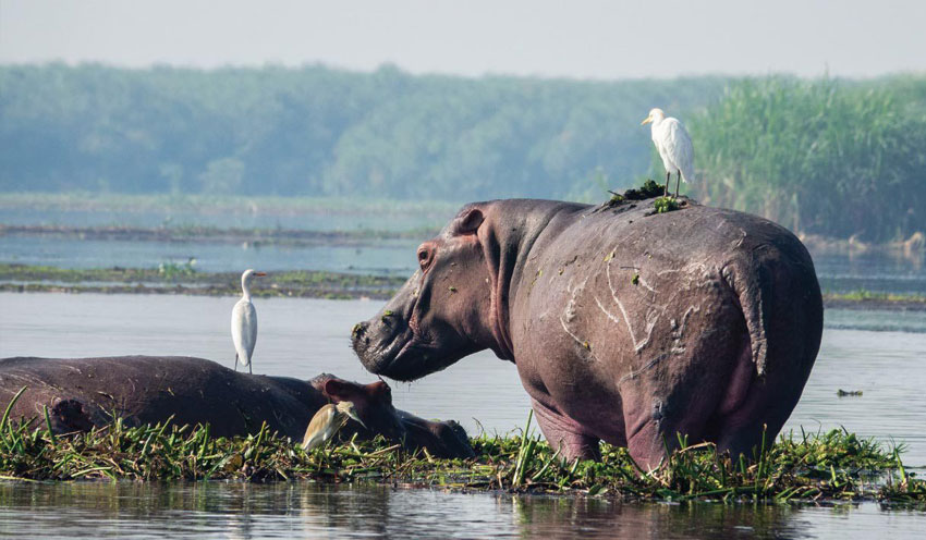 Murchison Falls National Park