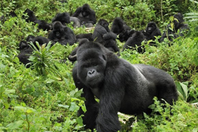 5 Days Bwindi Gorillas and Kibale Chimpanzees Safari