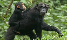 One Day Trip to Ngamba Island