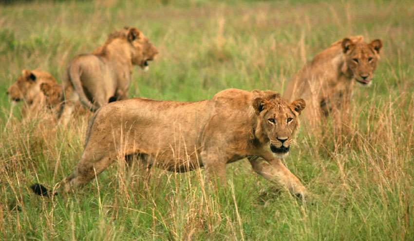 Queen Elizabeth National Park