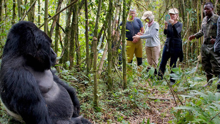 Rwanda Gorilla Trekking